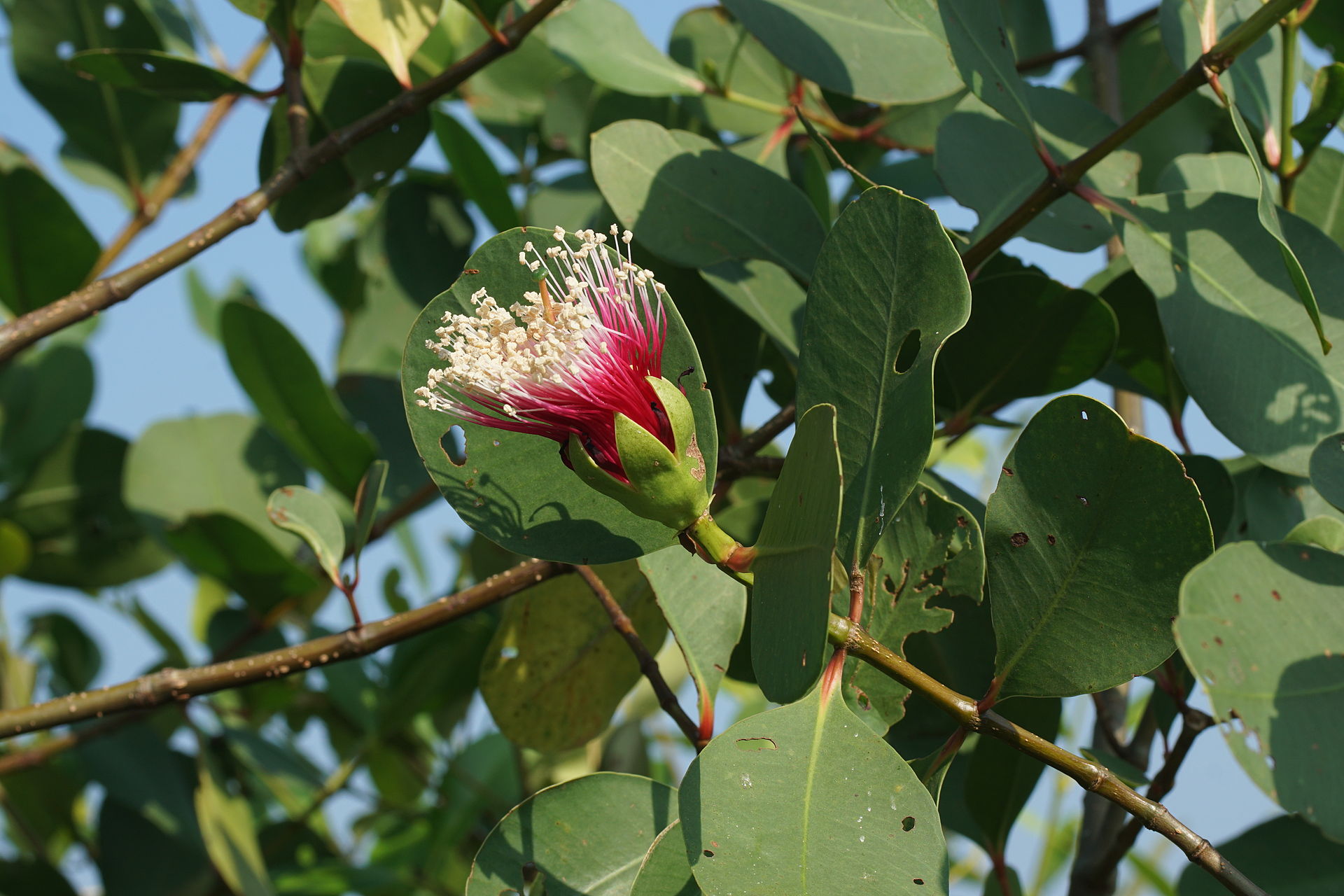 Представитель Семейства Sonneratiaceae